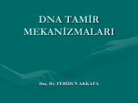 9-)TF-DNA TAMİR MEKANİZMALARI.pdf